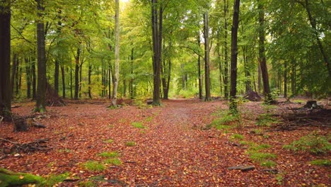 Zeitlupe-Von-Blättern,-Die-Von-Bäumen-In-Einer-Wunderschönen-Herbstlandschaft-Fallen