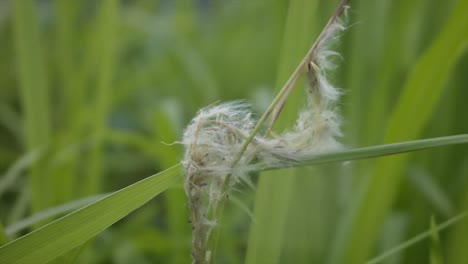 Eriophorum-Angustifolium,-Es-Una-Especie-De-Planta-Floreciente-De-La-Familia-De-Las-Ciperáceas,-Las-Ciperáceas