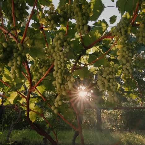 Viñedo-Con-Racimos-De-Uvas-Maduras-En-Los-Rayos-Del-Sol-Poniente-3