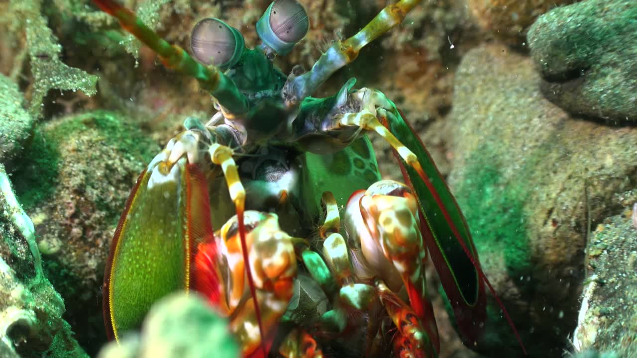 Close up of a mantis shrimp rolling his eyes and charging at the camera