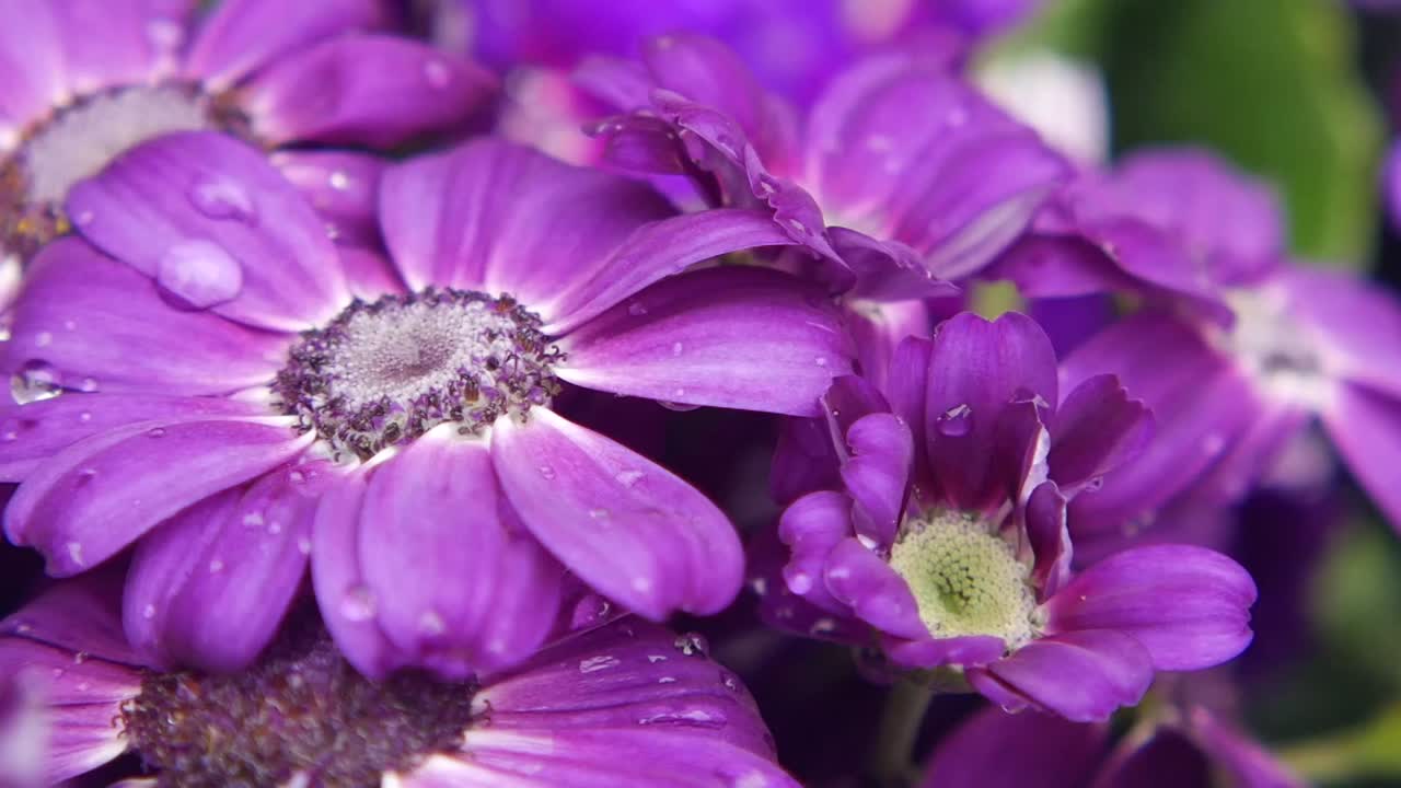 Close-up of Purple Cineraria Flowers