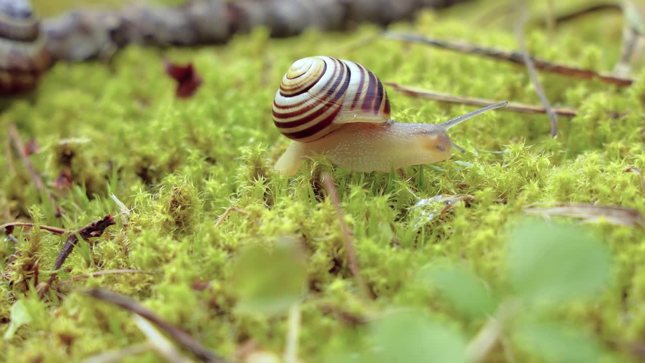 el caracol se arrastra lentamente sobre el musgo verde
