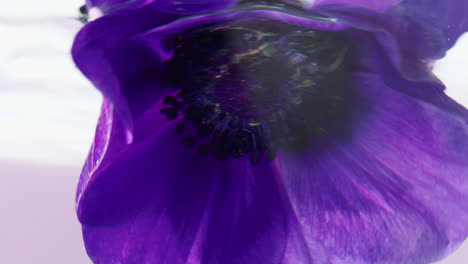 purple anemone flower underwater