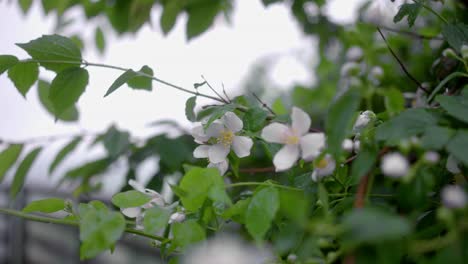 las flores blancas en el viento y la lluvia soportan el difícil clima primaveral