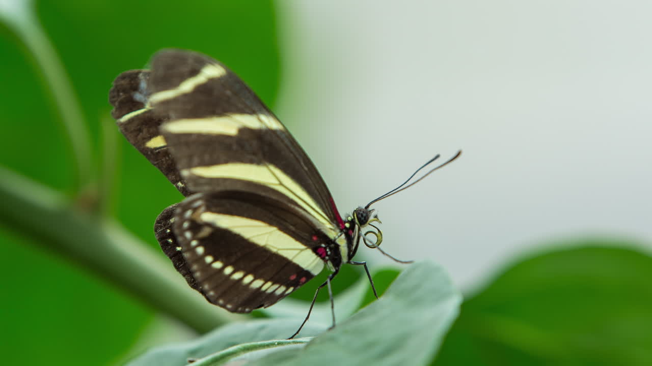 бабочка в заповеднике