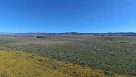 drone footage of wild flowers in the spring