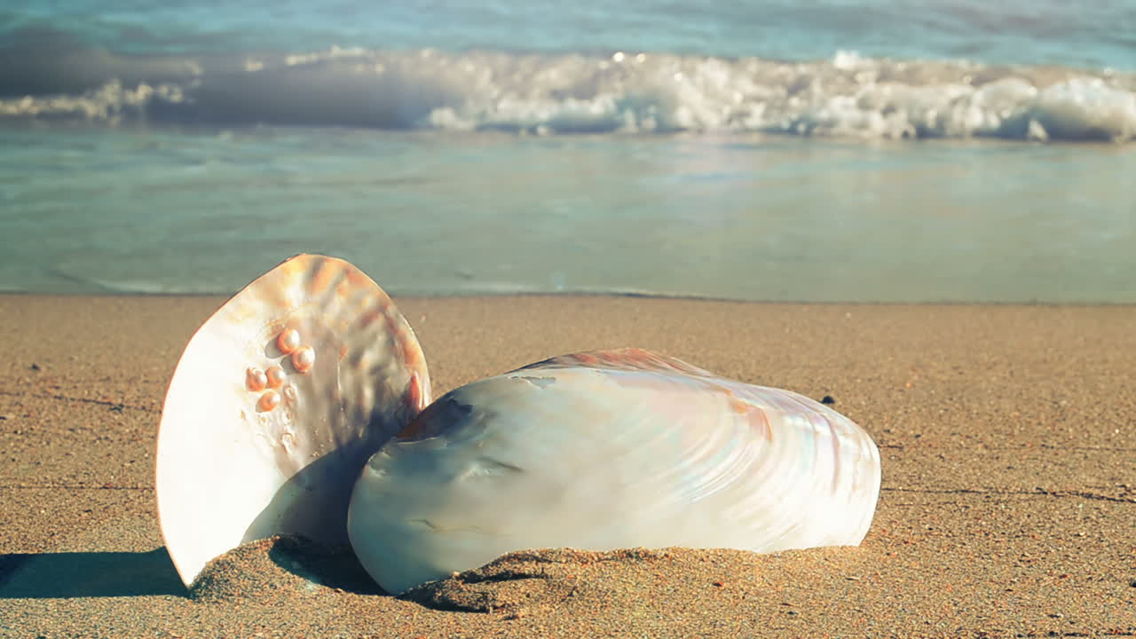 Shells on the beach. Shooting on the beach