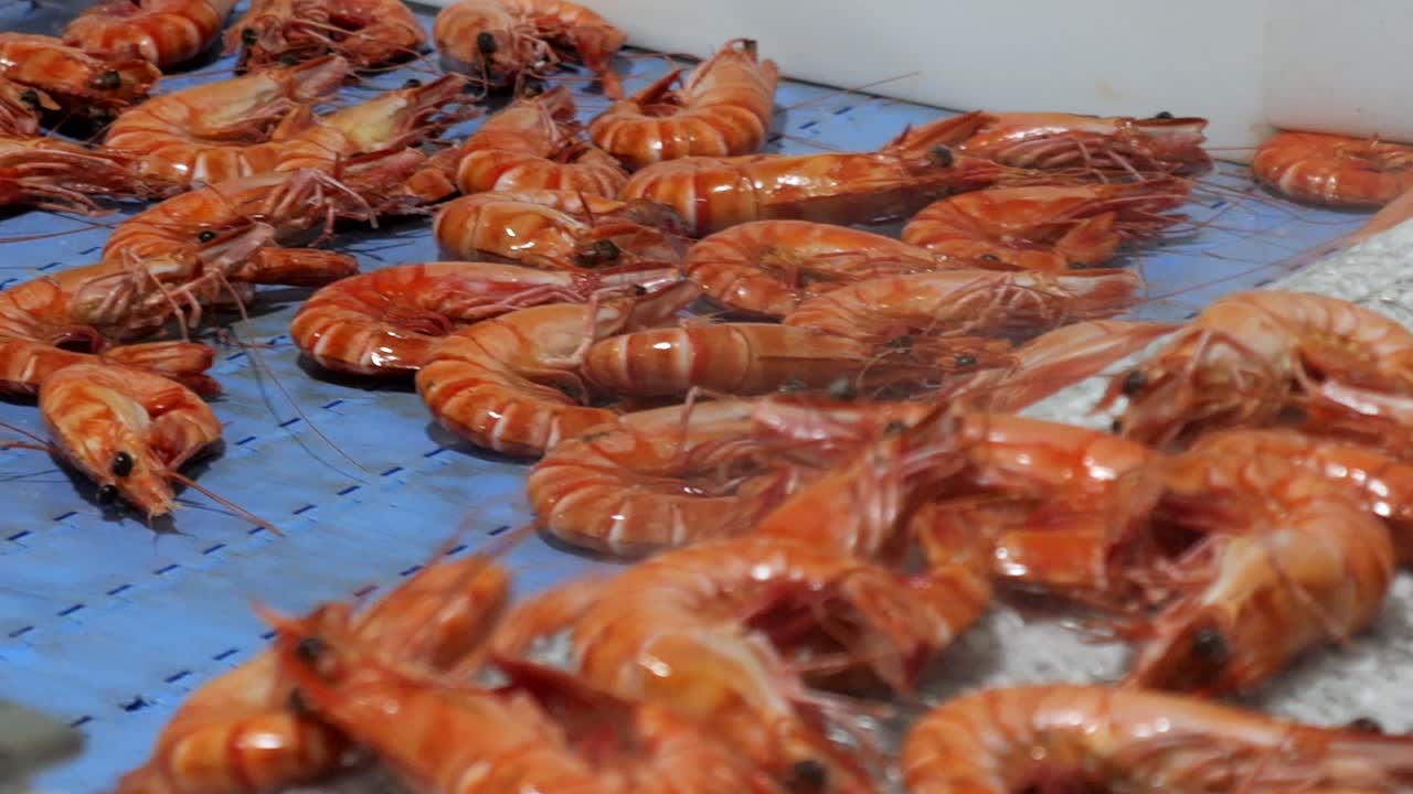 Commercial cooked bright orange prawns go down conveyor belt into processing facility