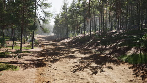 colorado trail among the pine trees with the mountains