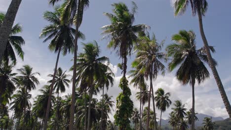 slow aerial flight looking up through coconut palm trees in tahiti french polynesia