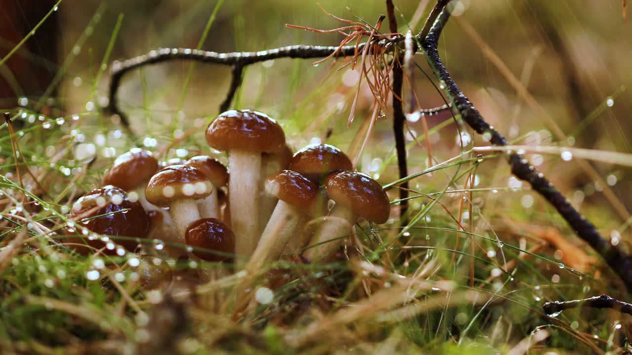 Опята (Armillaria) в солнечном дождливом лесу