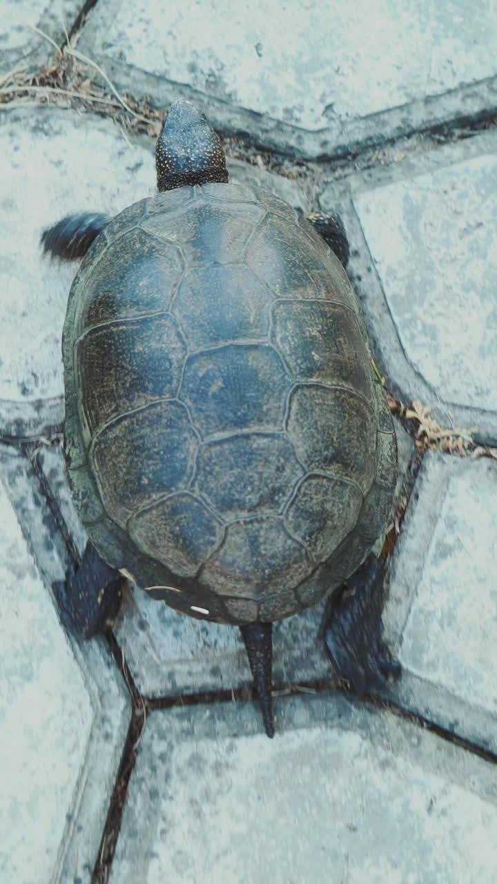 Turtle walking on the way. View from above Vertical video