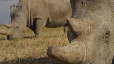 endangered female northern white rhinoceros in ol pejeta, kenya