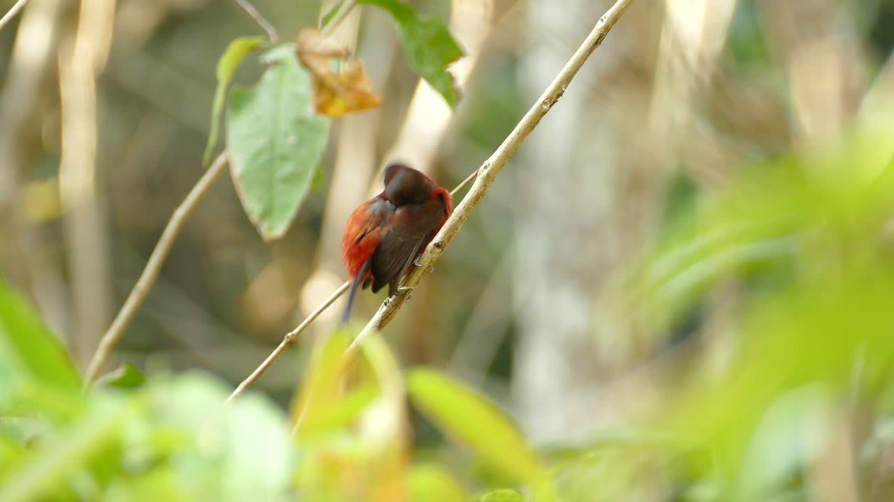 un pequeño pájaro rojo y negro en la reserva de la selva tropical de gamboa, panamá, tiro medio estático