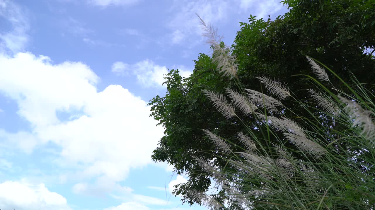 강둑에 가을 꽃이 피었습니다.