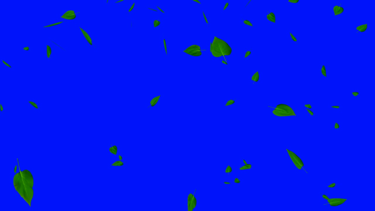 hojas verdes aisladas en azul, bucle.