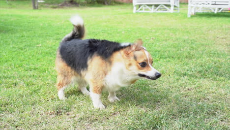 corgi dog shaking water off body after bath