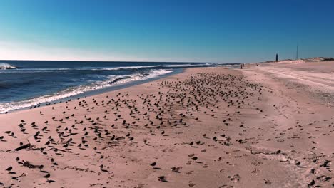 Ein-Blick-Aus-Niedriger-Perspektive-Auf-Einen-Großen-Schwarm-Strandläufer,-Der-An-Einem-Sonnigen-Tag-An-Einem-Leeren-Strand-Steht