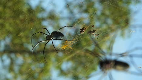 Vertical-handheld-shot-of-Nephila-antipodiana-wheel-web-spiders-from-bali-indonesia-in-the-area-of-mount-batur-with-large-spider-web-in-nature