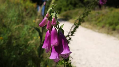 close up of a purple foxglove flower next to a hiking trail near kaltenbronn in the black forest, baden-wuerttemberg, germany