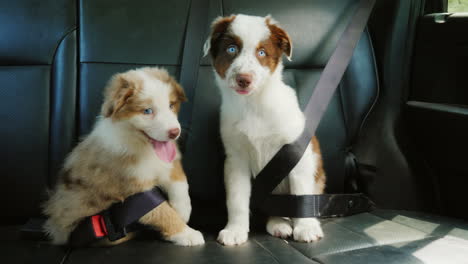 cute puppy passengers travel with the owner in the car fastened by seat belts