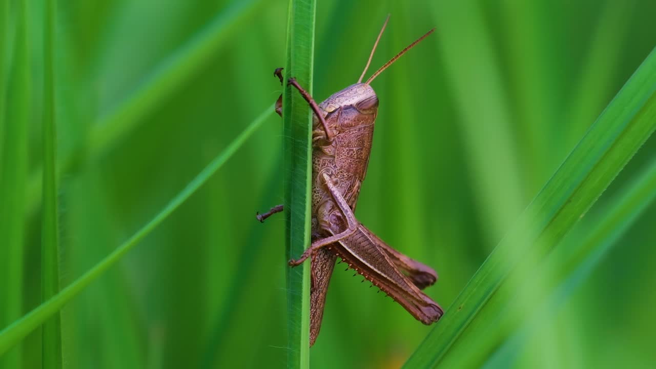 Scatto macro di una cavalletta marrone del prato che salta dall'erba in Asia, Bangladesh