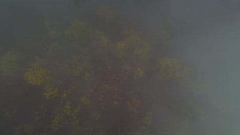 autumn forest trees disappearing in thick fog