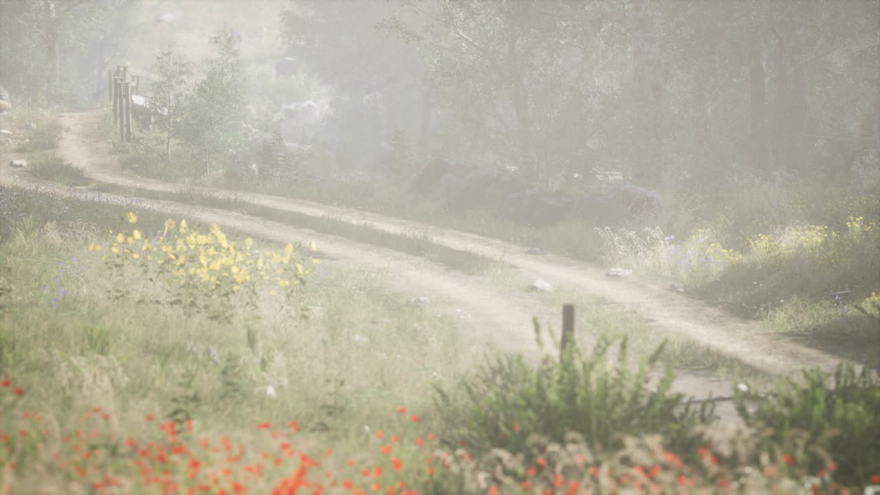 안개 가 가득 한 여름 아침 에  ⁇ 나무 들 에 들어오는  ⁇ 빛