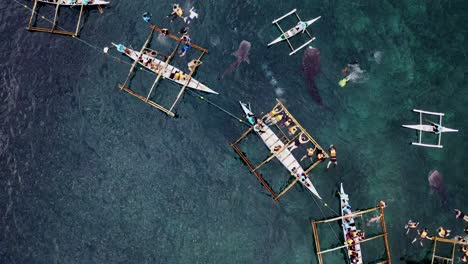 菲律賓博霍爾 (bohol) 遊客在船上游泳的白<unk>魚