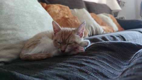 baby ginger cat sleeping quietly on the coach at home