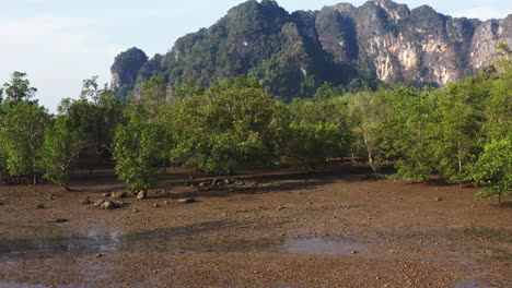 Green-mangrove-forest-in-wet-brown-soil-at-low-tide,-mountains-beyond