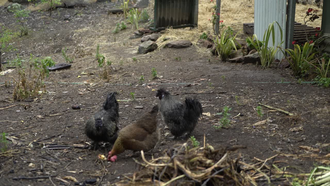 pollos sanos de la granja del patio trasero que comen una manzana
