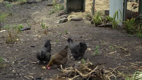 Healthy-backyard-farm-chickens-eating-an-apple