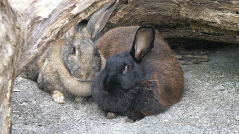 close up shot of cute couple of bunnies resting under wooden trunk in nature