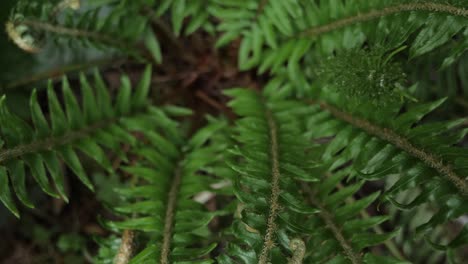 slow pull out from inside of sword fern plant