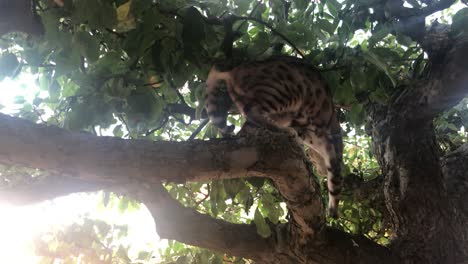 un gato de bengala libre en un arbol-5
