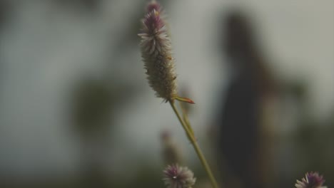 Woman-in-sleeveless-blue-dress-gazes-at-wildflower-weed-swaying-in-wind,-rack-focus