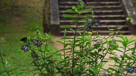 black and white butterfly flying around a green bush with flowers