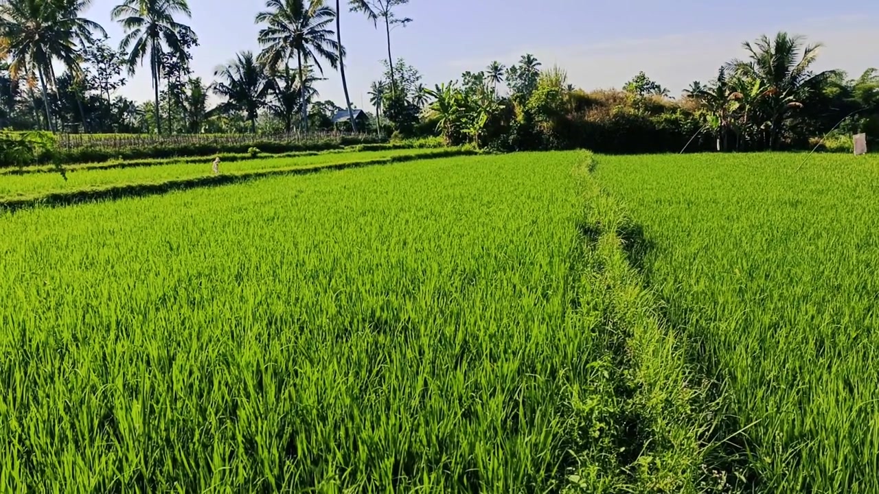 Risaia verde lussureggiante in un paesaggio tropicale.