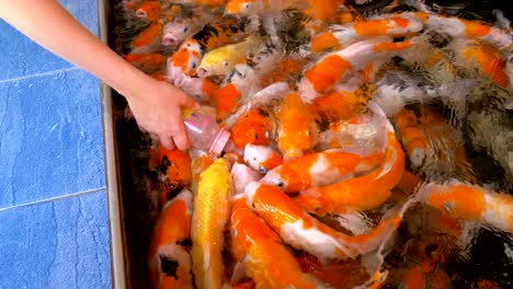 alimentando coloridas carpas rojas japonesas de una botella con un chupete.