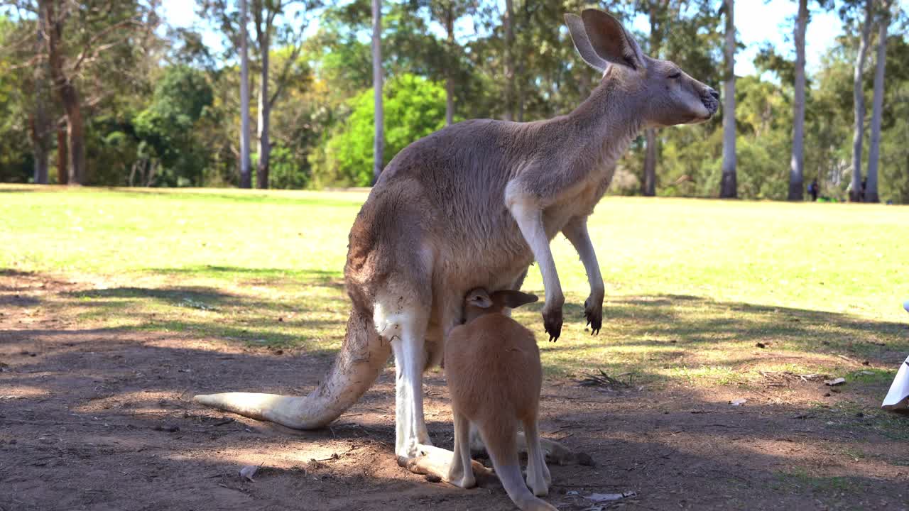 bebé joey bebiendo la leche de la bolsa de la madre canguro roja durante el día, foto de cerca de especies de vida silvestre nativas de australia