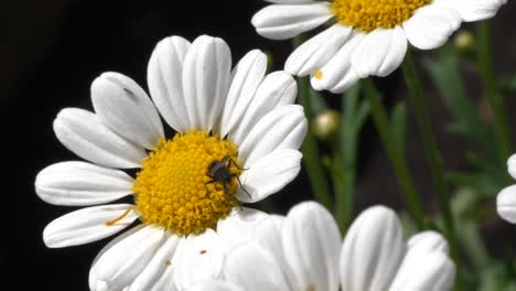 detail macro shot of tiny insects and flies on chamomile flower