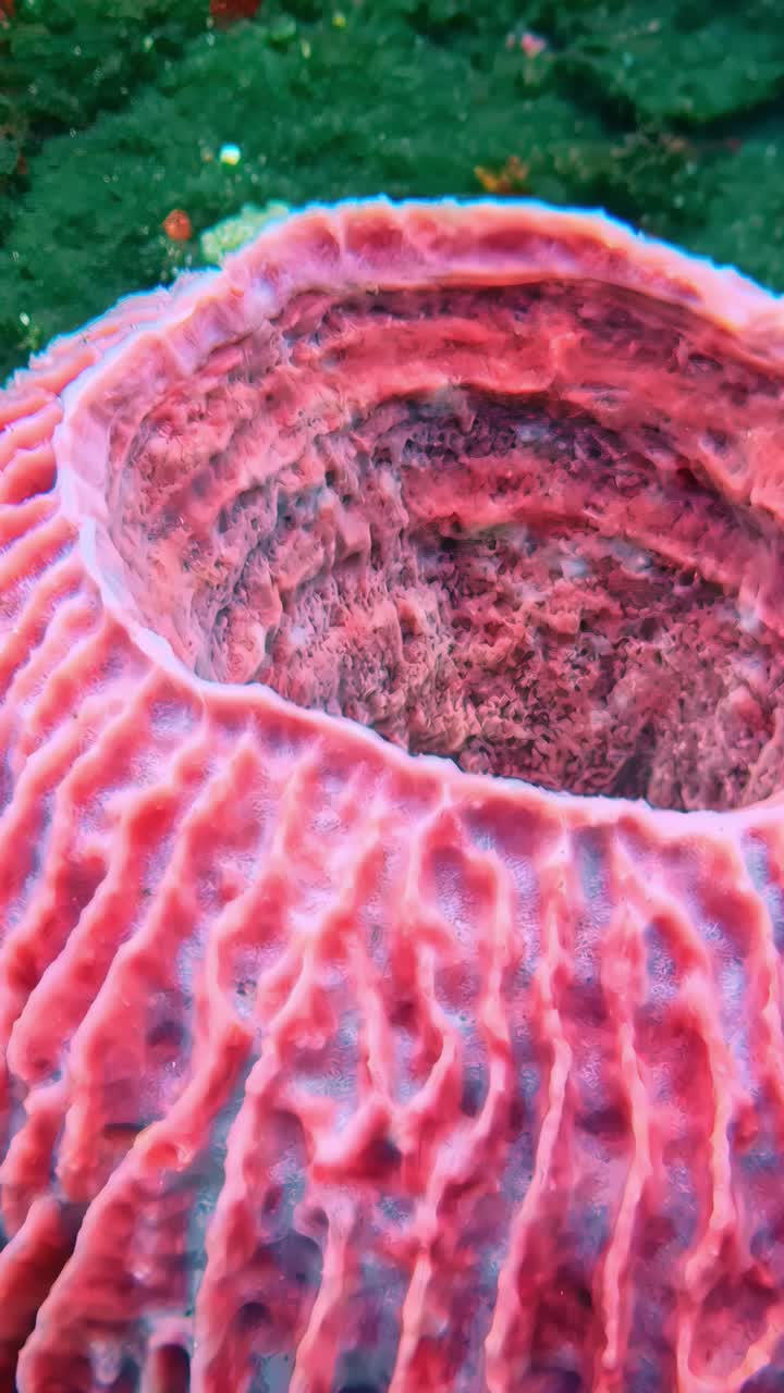 Macro view of large pink sponge coral structure growing on reef in deep sea habitat, vertical video