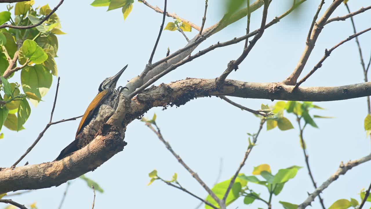 나뭇가지 위에서 쪼고 있다가 주위를 둘러보고 다시 재빨리 가지 밑으로 쪼아댄다.
