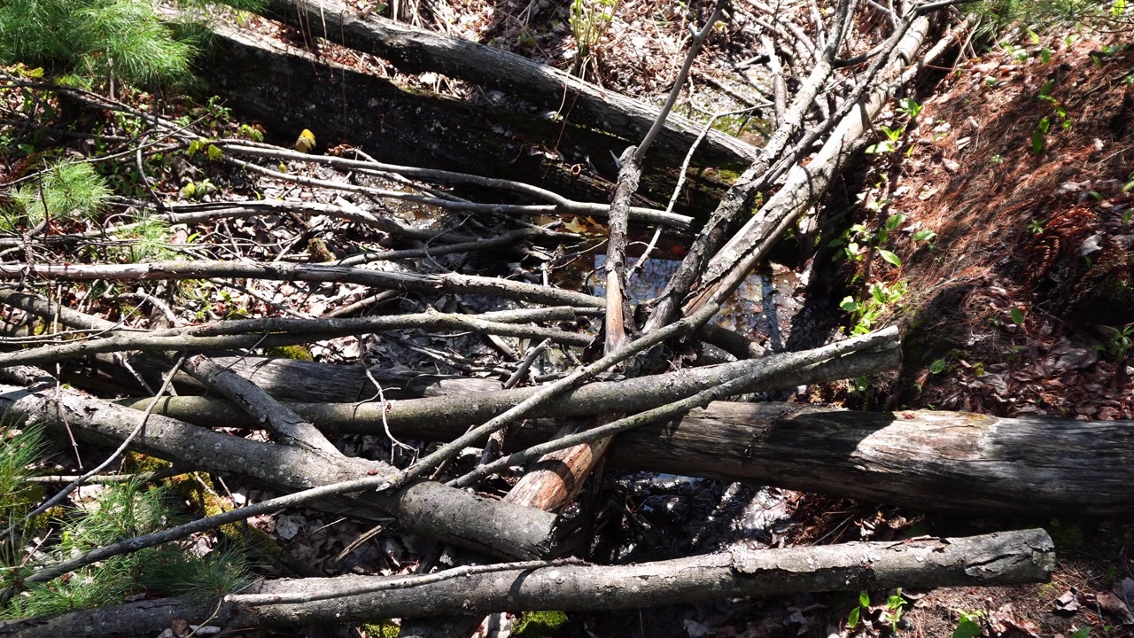 Draufsicht auf umgestürzte Baumstämme und verhedderte Äste, die ein flaches, schlammiges Bachbett in einem Wald bedecken.