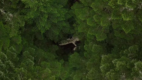 lifting birdseye view of an unmanned airplane wreck in a green forest with high trees