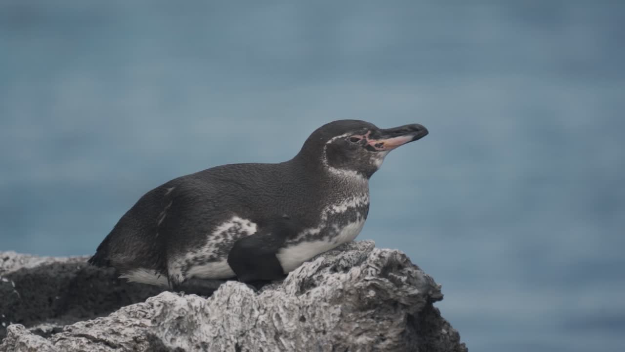 A captivating video of a Magellanic penguin on the shores of Isabela Island, Galápagos Islands, Ecuador.