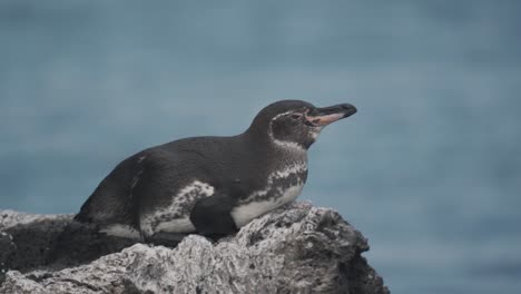 a captivating video of a magellanic penguin on the shores of isabela island, galápagos islands, ecuador.