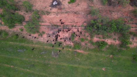 Aerial-footage-of-black-cows-in-a-field