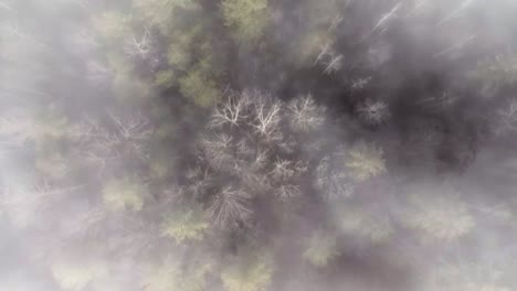 antenas de búsqueda y rescate sobre bosques